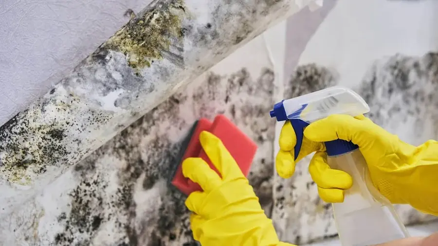 Mold Remediation in Hawaiian Gardens, CA